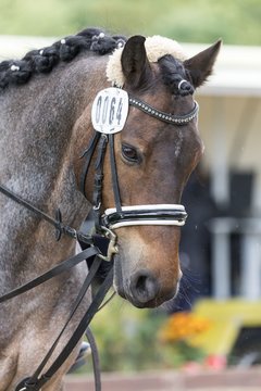 Bild 48 - Pony Akademie Turnier